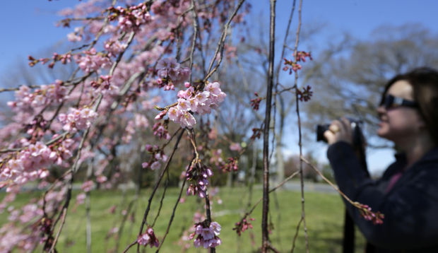 Blossoming cherry trees in full swing